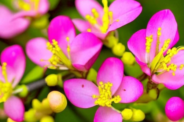 Сказка про короля и про монаха