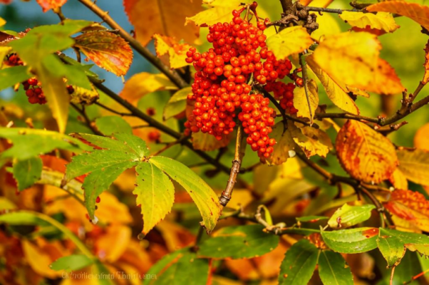 «Осень. Обсыпается весь наш бедный сад...»