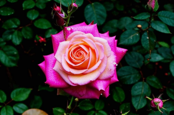 «Опять гроза! Какие грозы...»