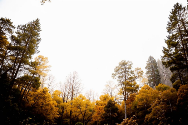 Осень («Как грустный взгляд, люблю я осень…»)