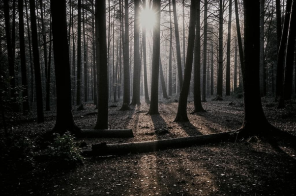 «Из всех мечтаний лучшая мечта...»