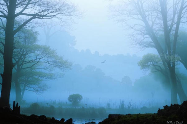 «Нет воздушней этого тумана...»