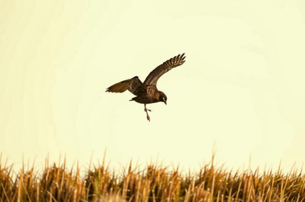 «С поляны коршун поднялся...»