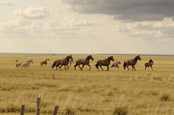 «Ковыль цветет. Вся степь как бы седая...»