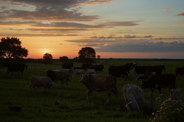 Вечер («4. ВЕЧЕ…»)