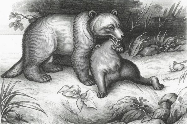 Медведь и лисица