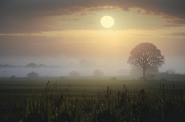 «Шарманка за окном на улице поет...»