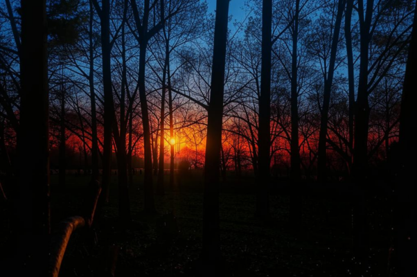 «Вдали, как чуткий страж, почиет лес безмолвный...»