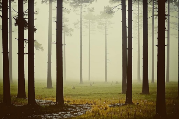 В сосновой роще