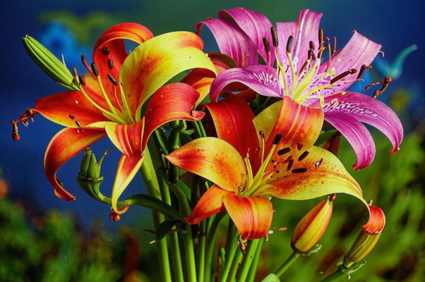 «Умирала лилия лесная...»