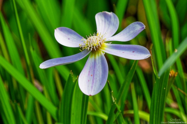 Одуванчик («Обветрен стужею жестокой…»)