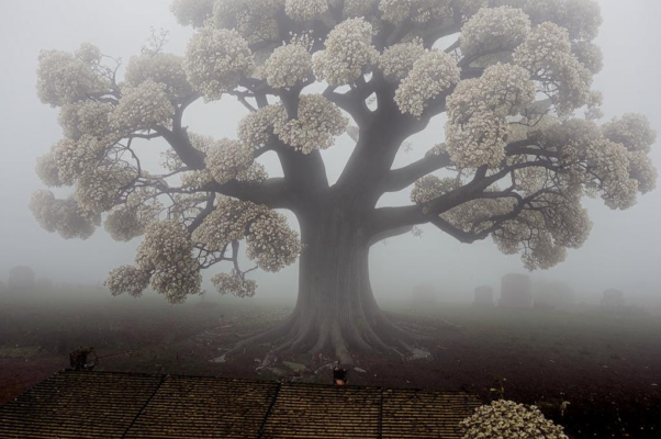 «Полураздетая дуброва...»