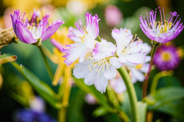 Скошенные травы