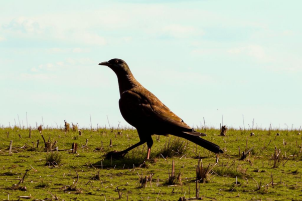 «Птичка с маленькой головкой...»