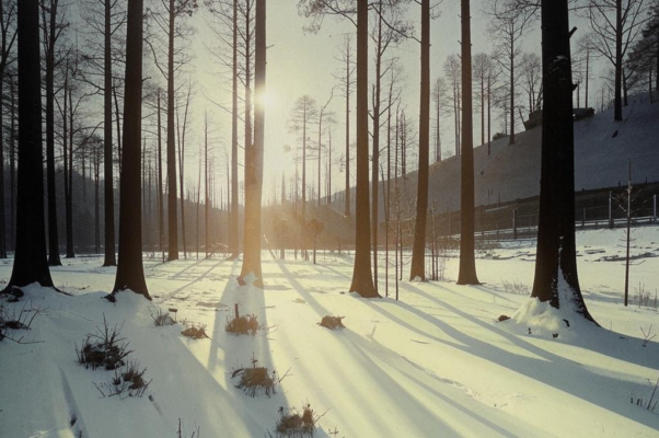 Подснежник («Когда в лесу глухом валежни…»)