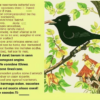 Соловей и вороны