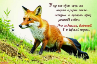 Оплошалая лисица