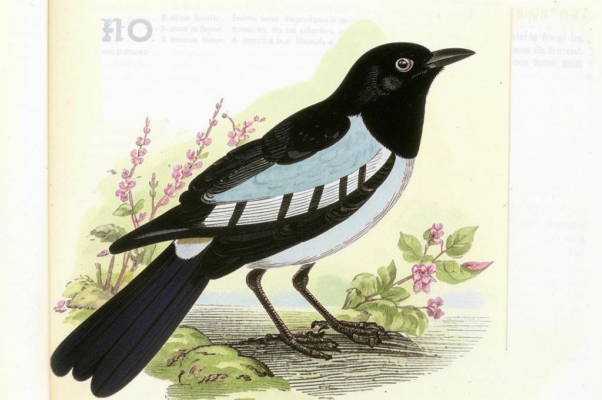 Сорока в чужих перьях