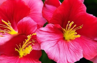 «Люблю я старой толстой «Сафо»...»