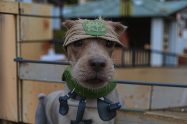 «Вот сосед мой, как собака...»