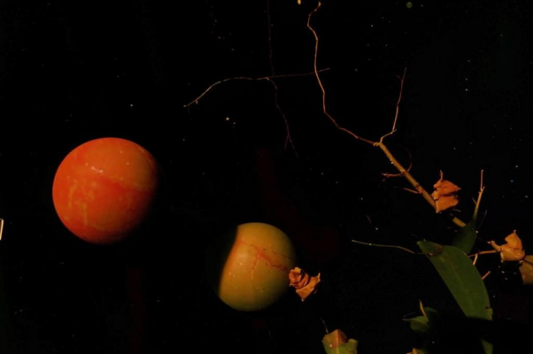 «Лектор Аванесян...»