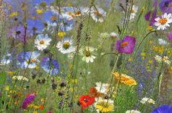 Раненый барс