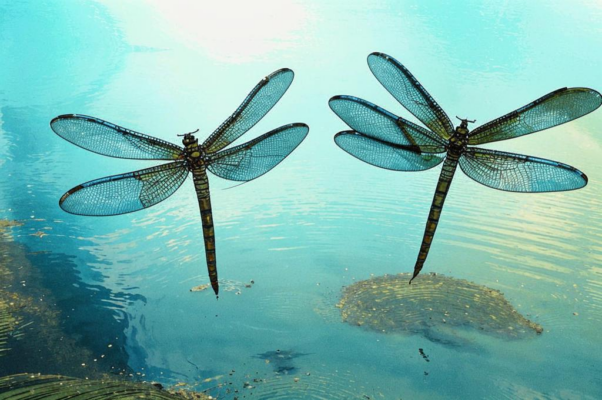 «Как небо над заводью, сердце, замри...»