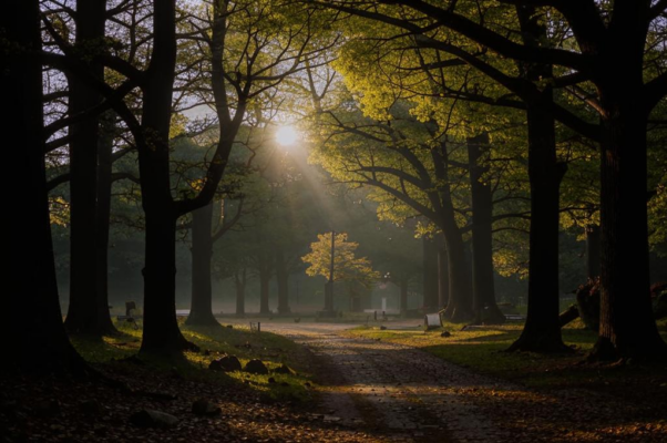 «в парке дубовая роща...»