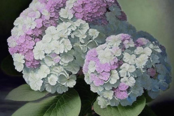 «мы стихи возвели через силу...»