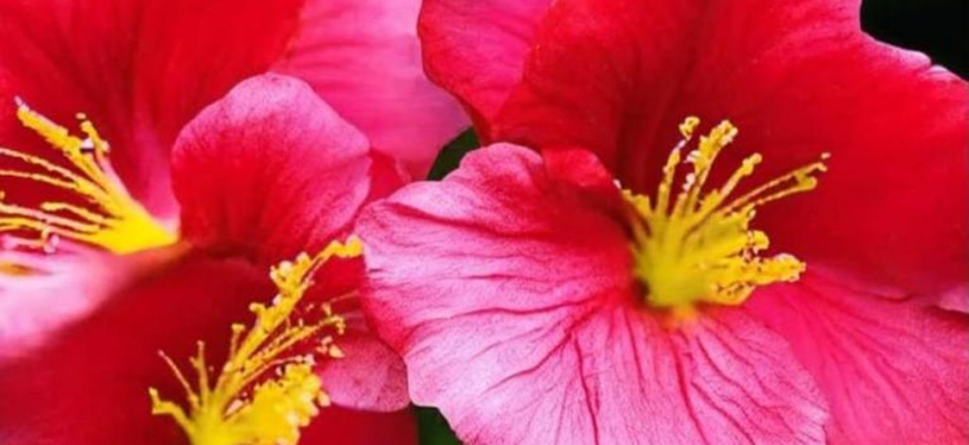 Безмолвный гнев