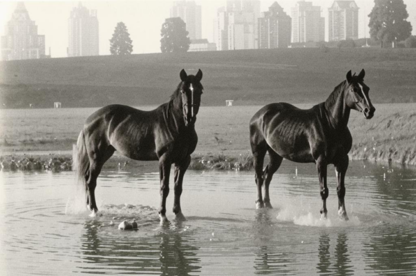 Коньки («Два коня у меня,/ Два коня…»)