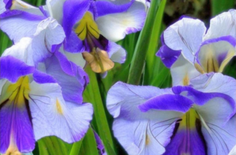 «Случайно случившийся случай. Смешки...»