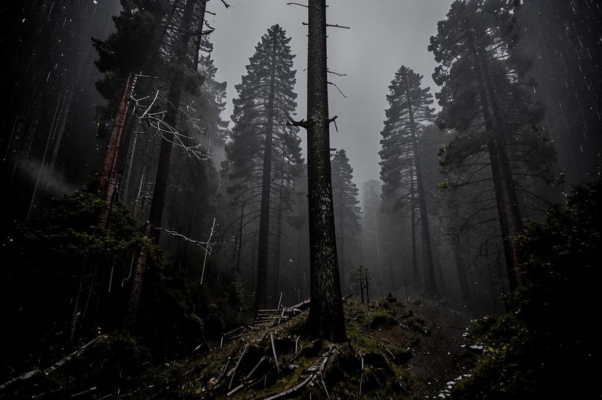 «Две старых сосны обнялись и скрипят...»