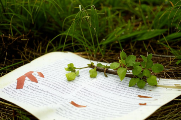 «Заплачет иволга и зацветет жасмин...»