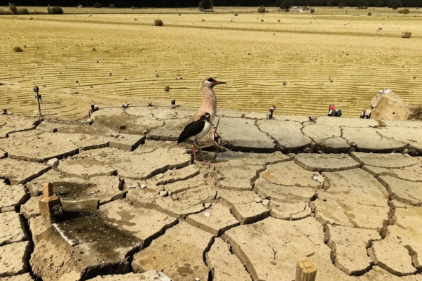 «Пересохшая старица, староречье...»