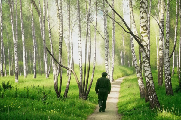 Догадка («Здесь кто-то уходил от солнца, от тепла…»)