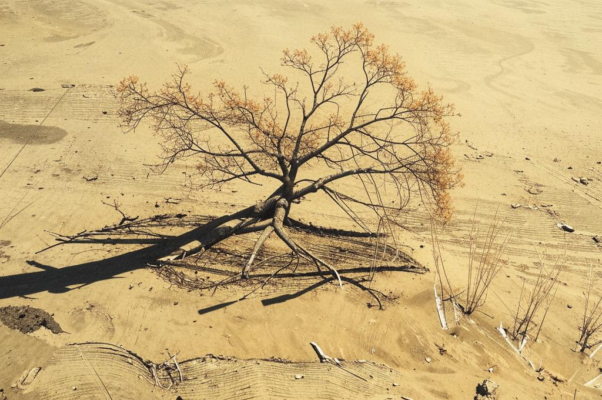 «А тополь так высок...»