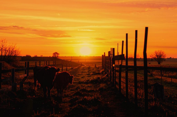«Вот деревушка на краю оврага...»