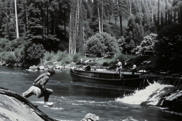 Сокол молодой