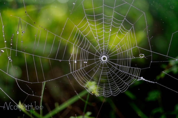«Комарик, подцепившись под листок...»