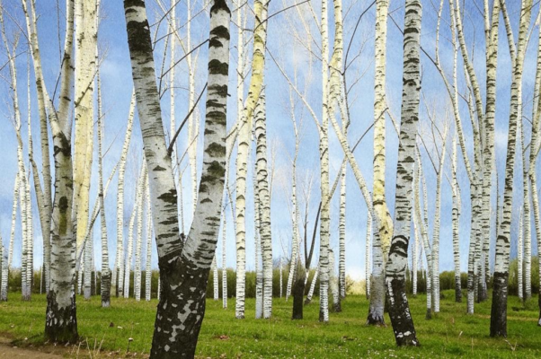 «Кусты разогнутся с придушенным стоном...»