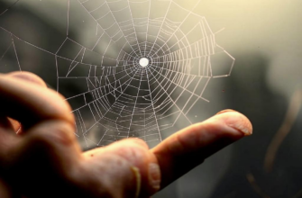 «Я здесь живу, как муха, мучась...»