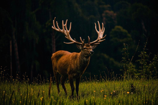 «Слабеет дождь, светлеет день...»
