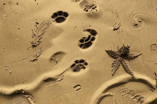 «Следов твоих ног на тропинке таежной...»