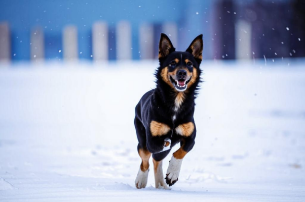 «Свой дом родимый брошу...»