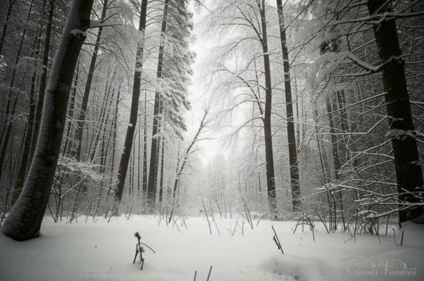 «Смерть — зимний лес, весь в серебре и неге...»