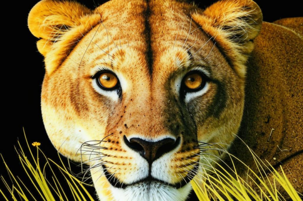 Очи («Видал ли очи львицы гладной…»)