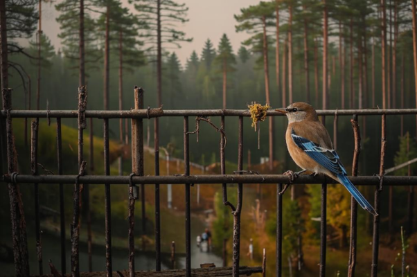 Кормление птиц