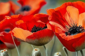 Петроградская курильня