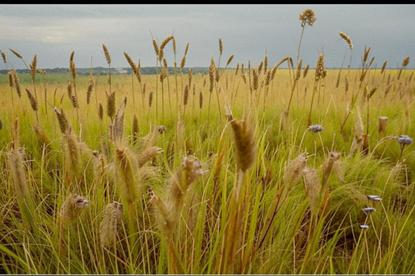 Жалоба птенца